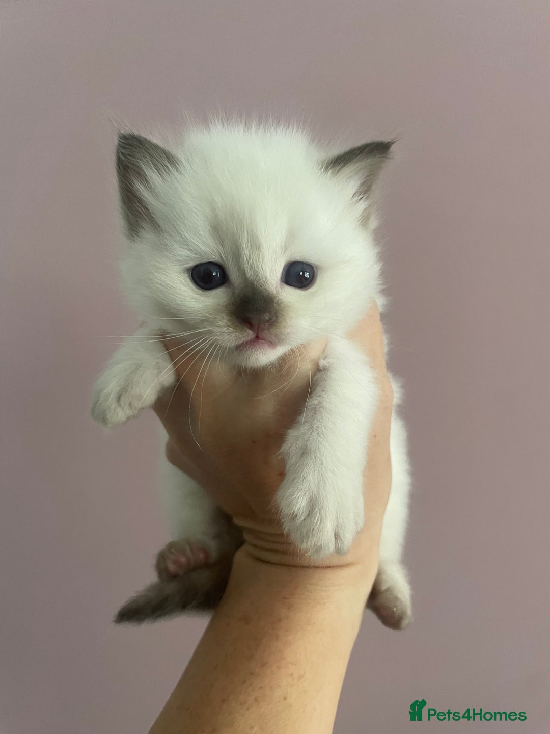 Ragdoll cats for sale: GCCF Blue Colour Point Ragdoll Kittens - Image 3
