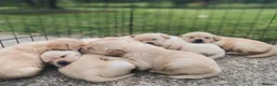 Labrador Retriever dogs for sale: Labrador puppys - Advert 5
