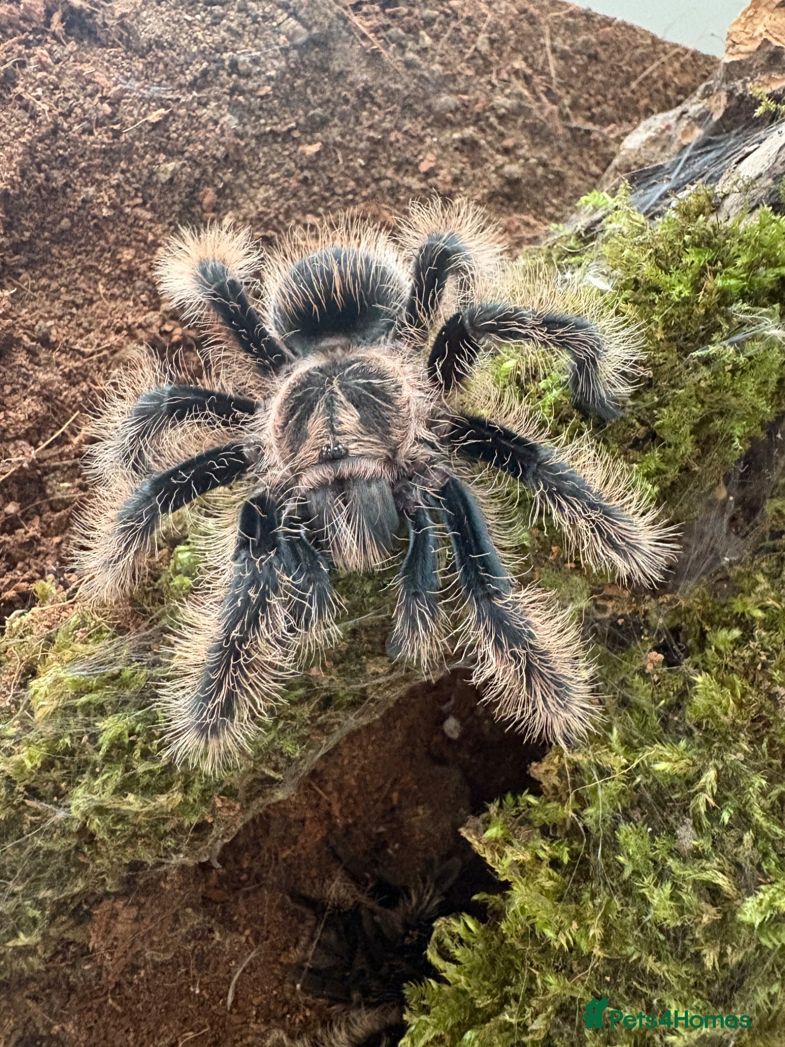 Tarantulas invertebrates Tarantula collection   - Advert 2