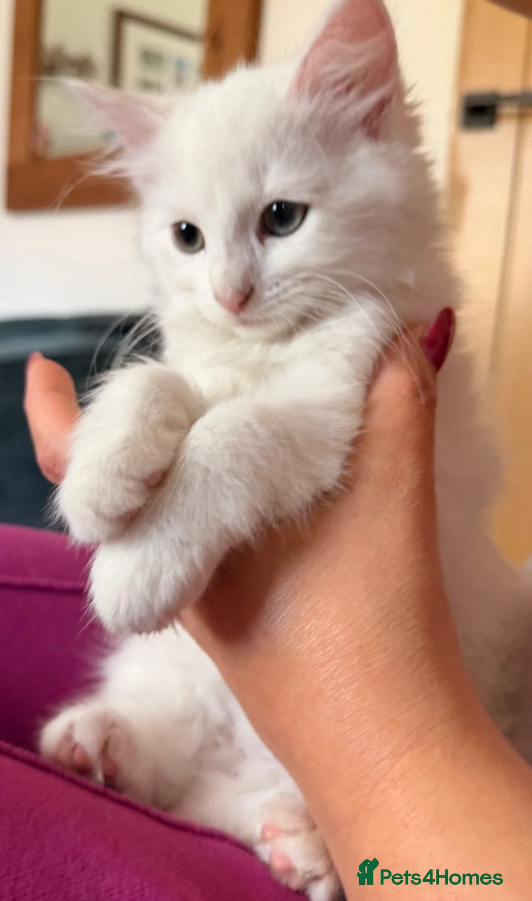 Mixed Breed cats for sale: White female - Advert 1