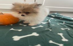 Pomeranian dogs for sale: Fluffy Pomeranian puppies - Image 23