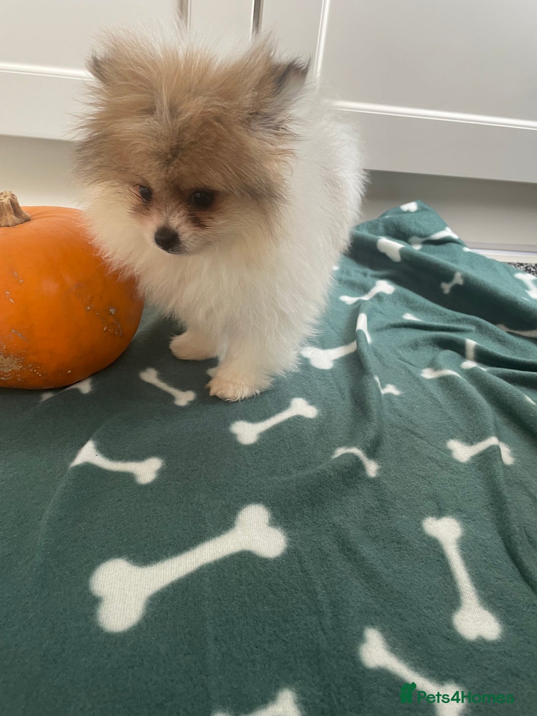 Pomeranian dogs for sale: Fluffy Pomeranian puppies - Image 23