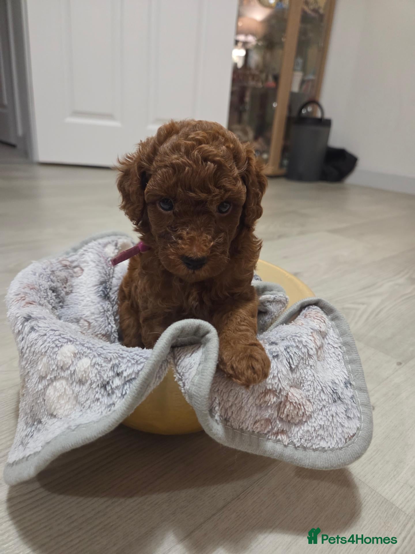 Cavapoo dogs Deep Red f1b toy cavapoos, health tested parents  - Advert 9