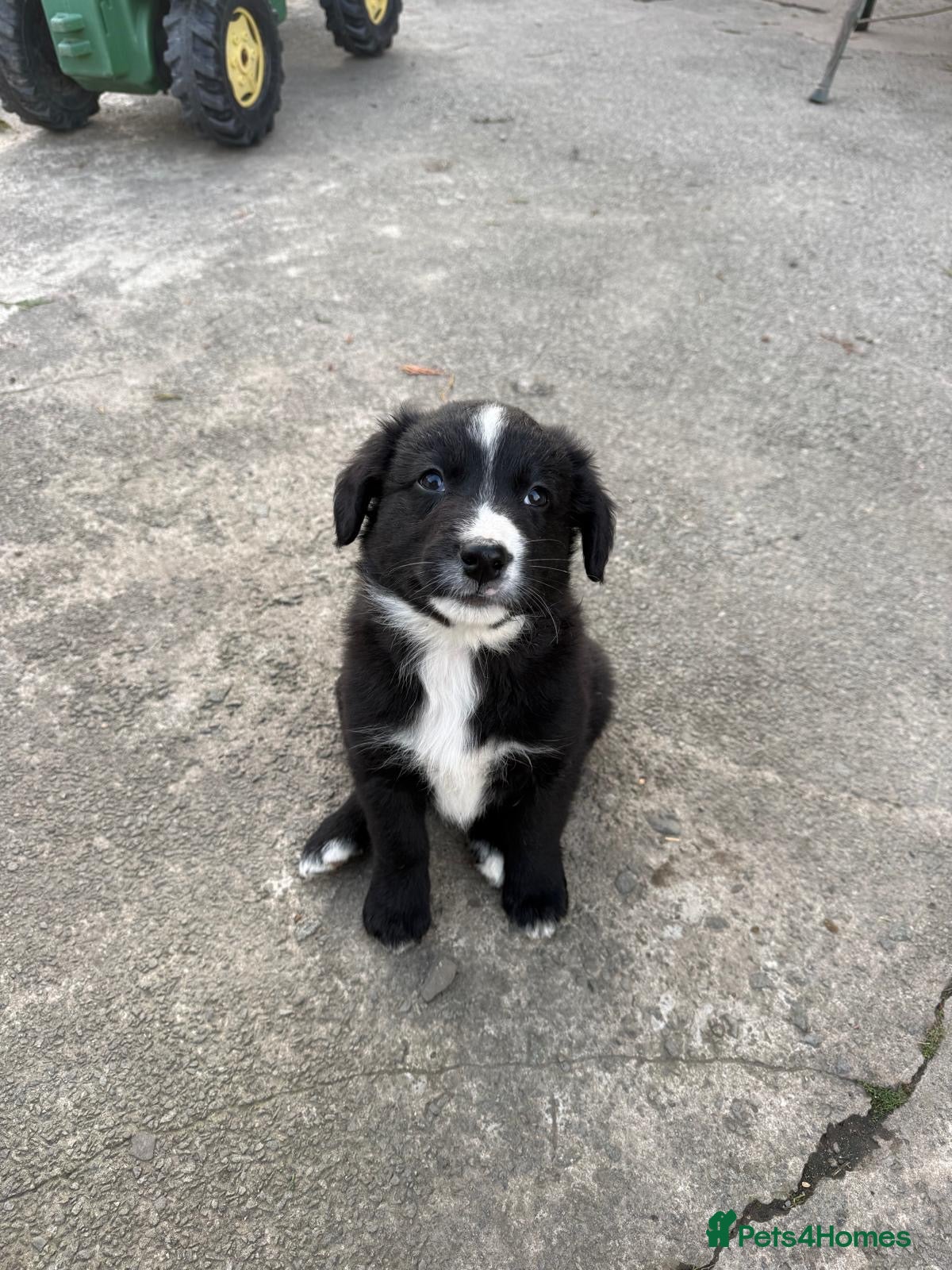 Mixed Breed dogs Beautiful retriever cross collies - Advert 1