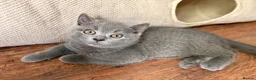 British Shorthair cats for sale: READY NOW ✨ British Shorthair Blue Kittens  - Advert 6
