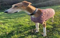 Mixed Breed dogs for adoption: Hector needs a loving home  - Advert 8