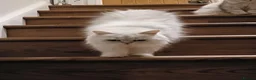 Persian cats for sale: Beautiful Persian kittens - Advert 3