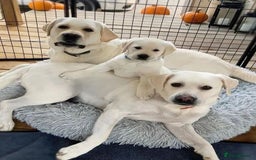 Labrador Retriever dogs for sale: labrador puppies looking for new homes  - Image 4