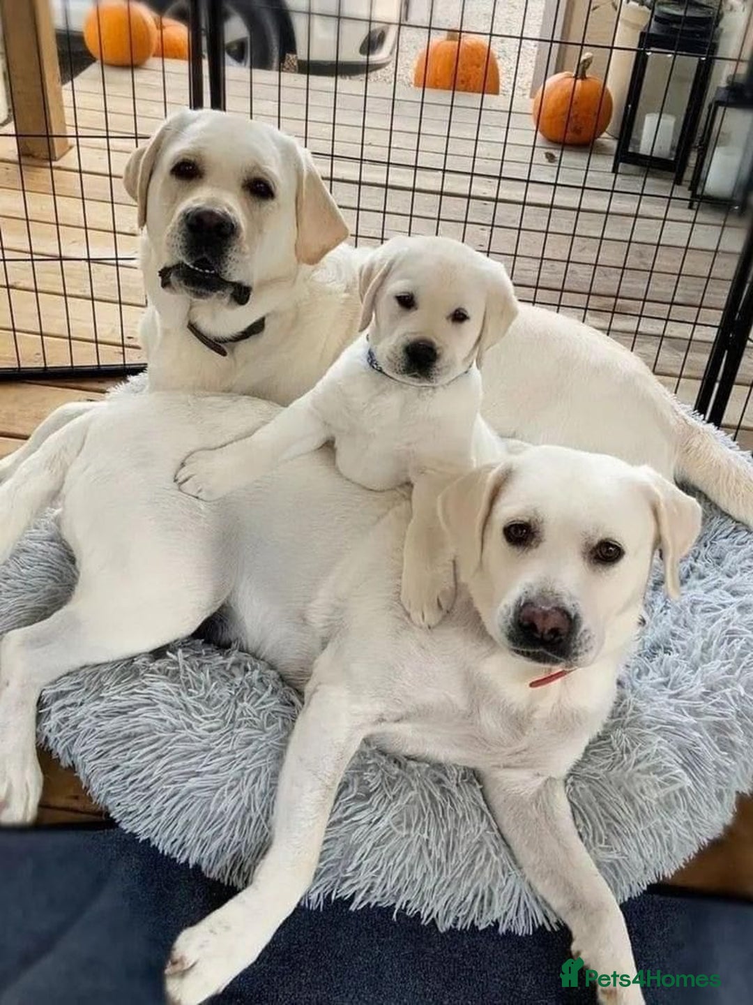 Labrador Retriever dogs for sale: labrador puppies looking for new homes  - Image 4