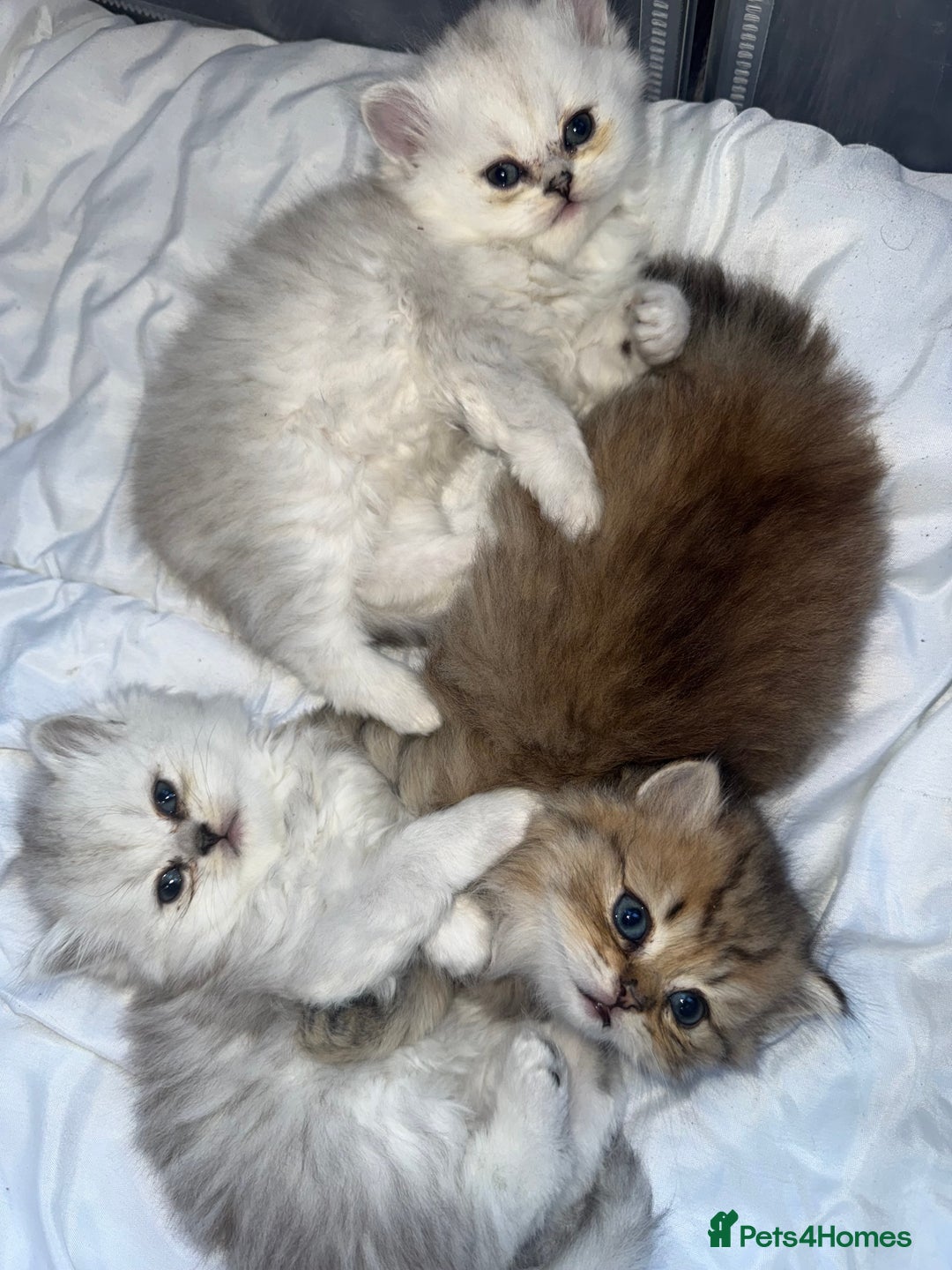 Persian cats for sale: Persian chinchilla kittens  - Advert 9