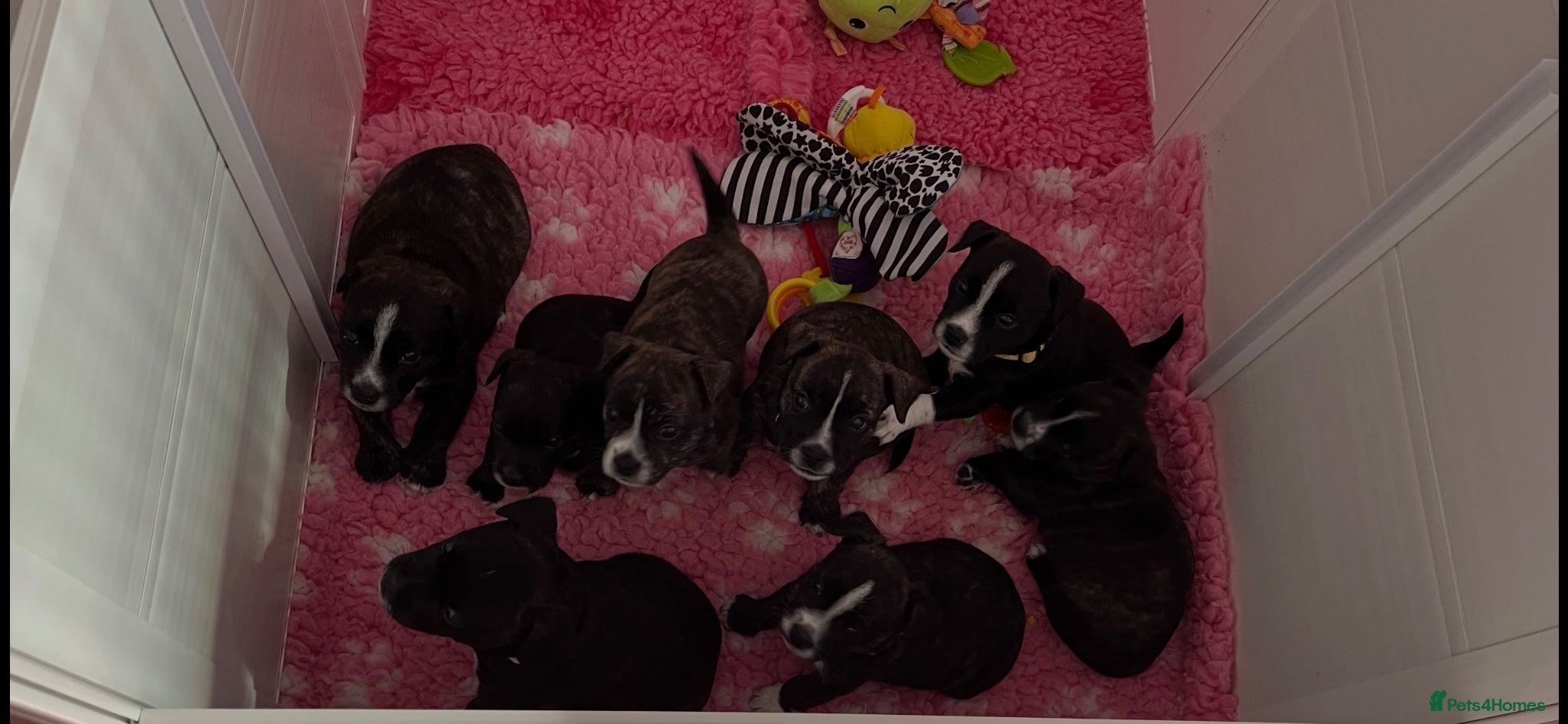 Mixed Breed dogs Jack Russell x highland terrier puppies - Advert 13