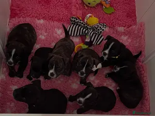 Mixed Breed dogs Jack Russell x highland terrier puppies - Advert 13