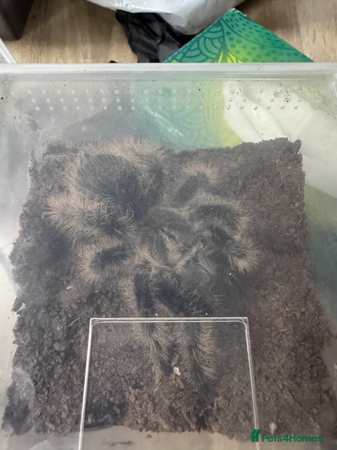 Tarantulas invertebrates for sale: 15 Tarantulas  adult/subadult - Advert 6