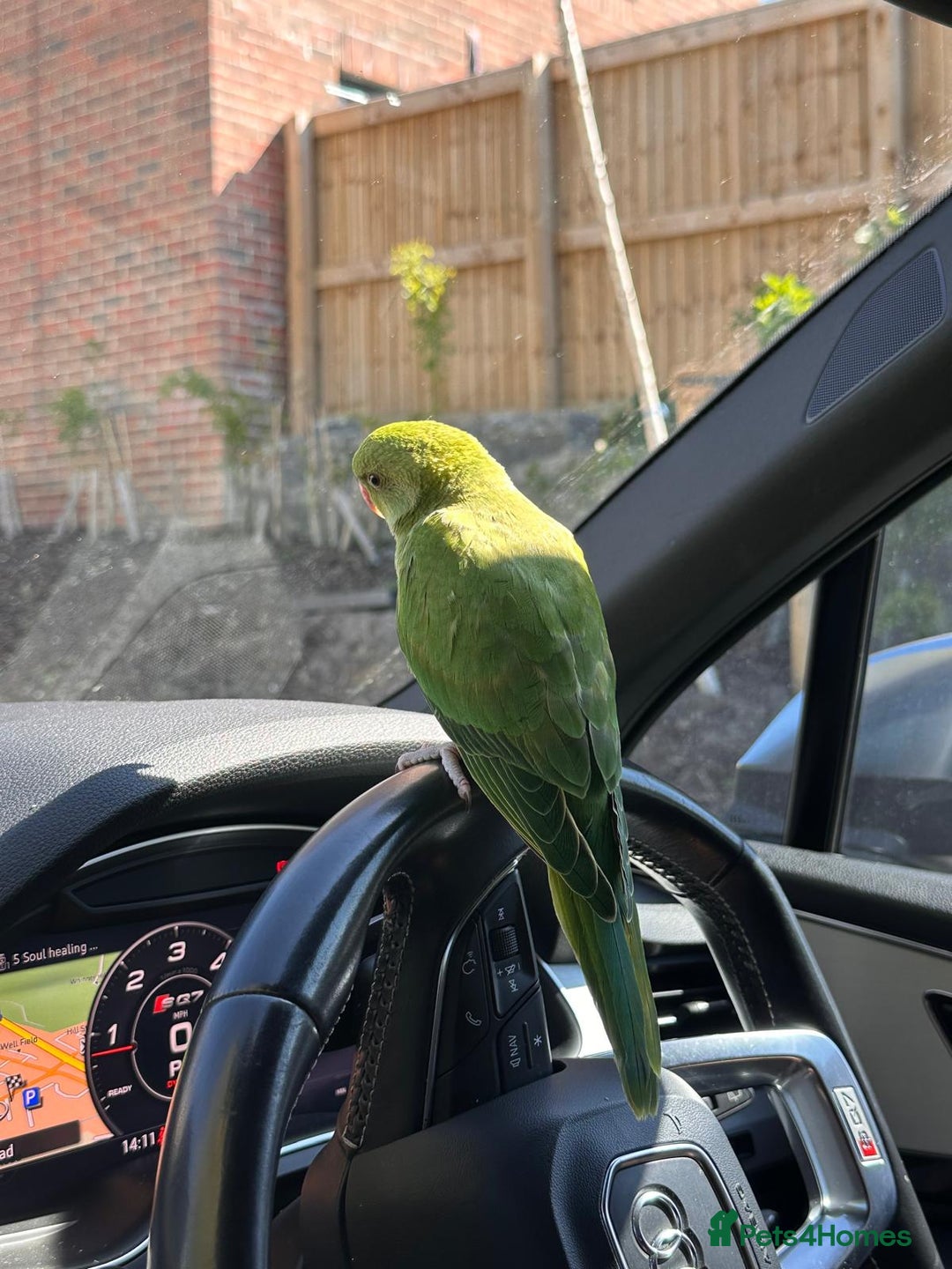 Ringnecks birds for sale: Hand reared male indian ringneck - Image 10