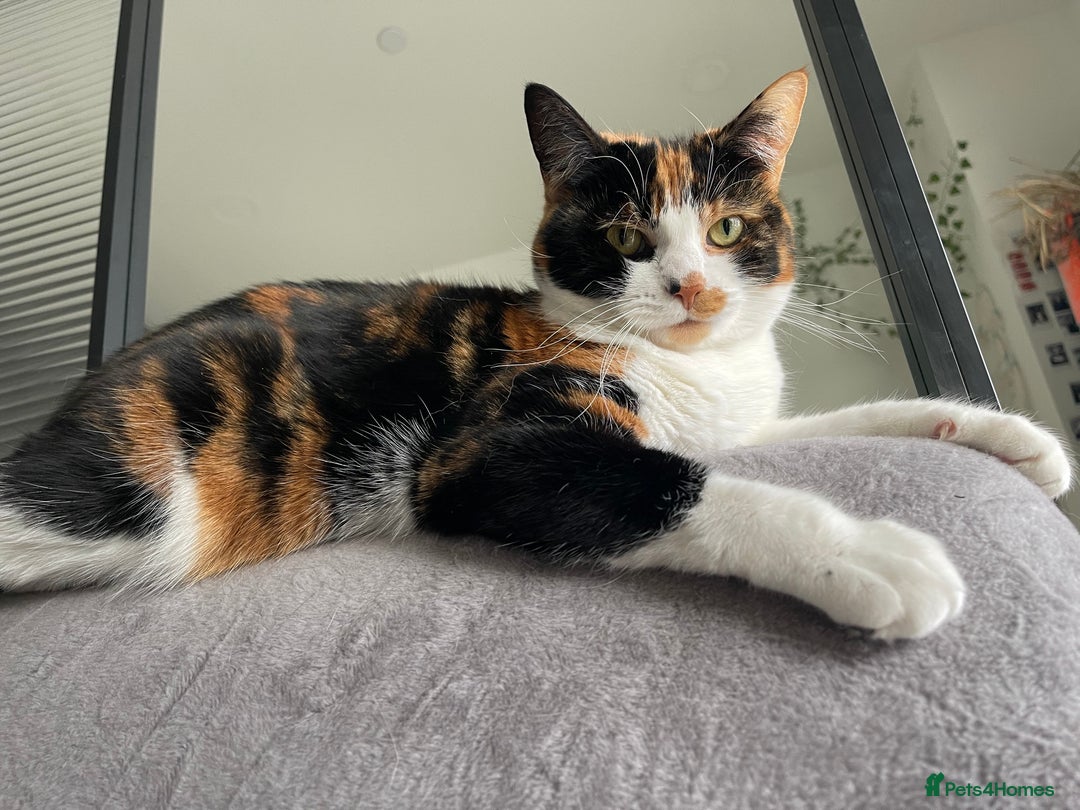 Domestic Shorthair cats for sale: FIONA NEEDS A NEW HOME ASAP - Advert 4