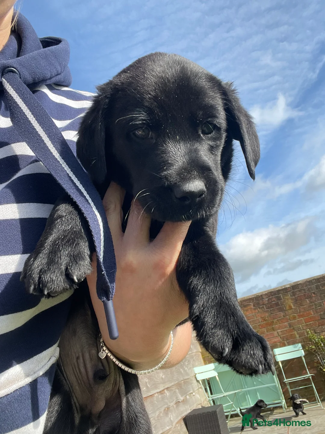 Labrador Retriever dogs for sale: Labrador puppies - Advert 5