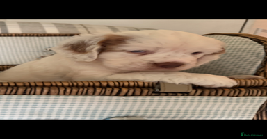 Clumber Spaniel dogs - Advert 6
