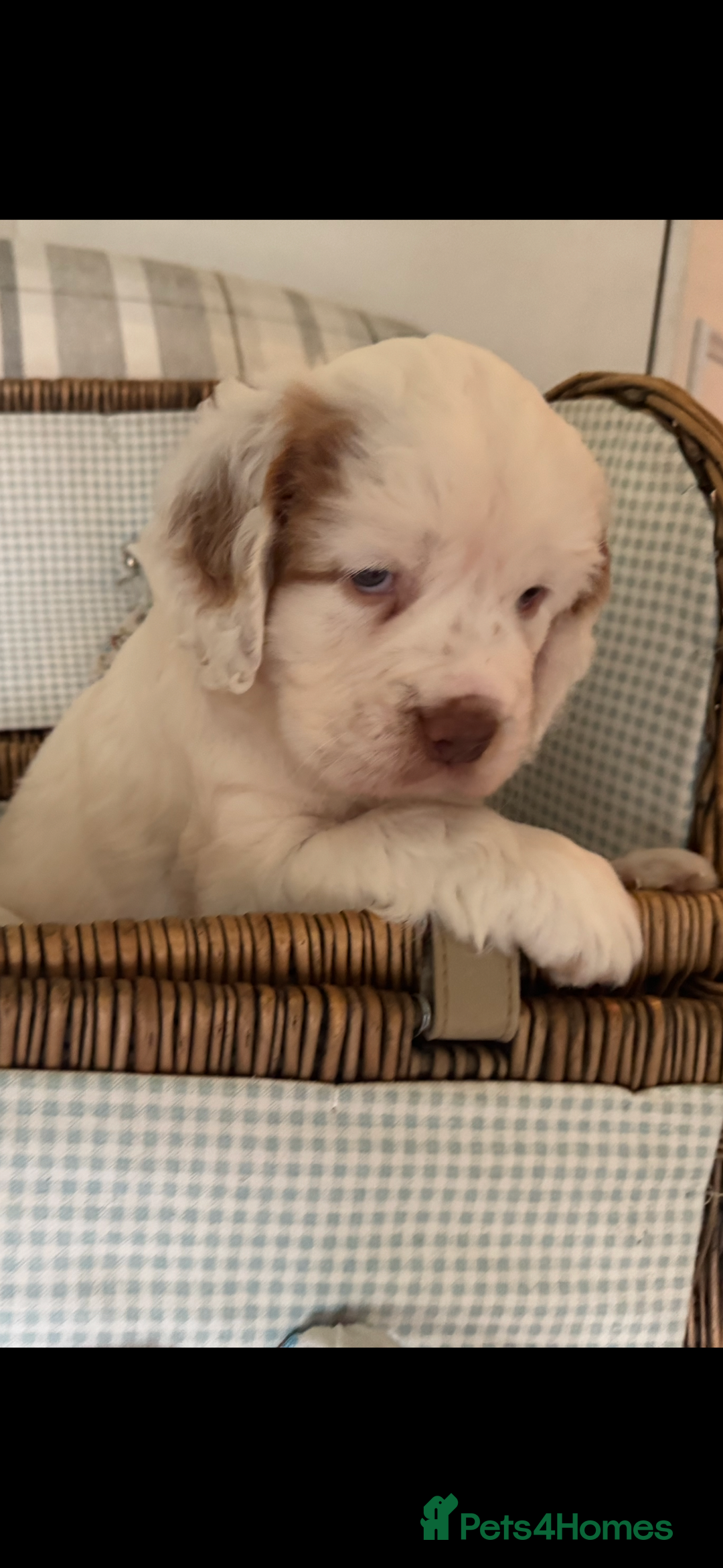 Clumber Spaniel dogs for sale: Fantastic Clumber Spaniel Puppy’s  - Image 2