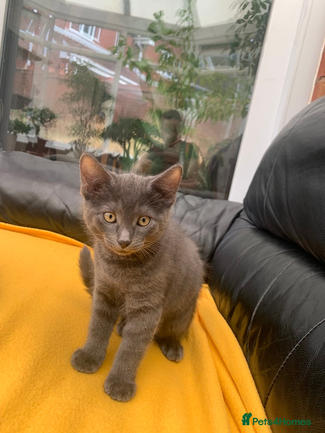 British Longhair cats for sale: 5 adorable male kittens - Image 2