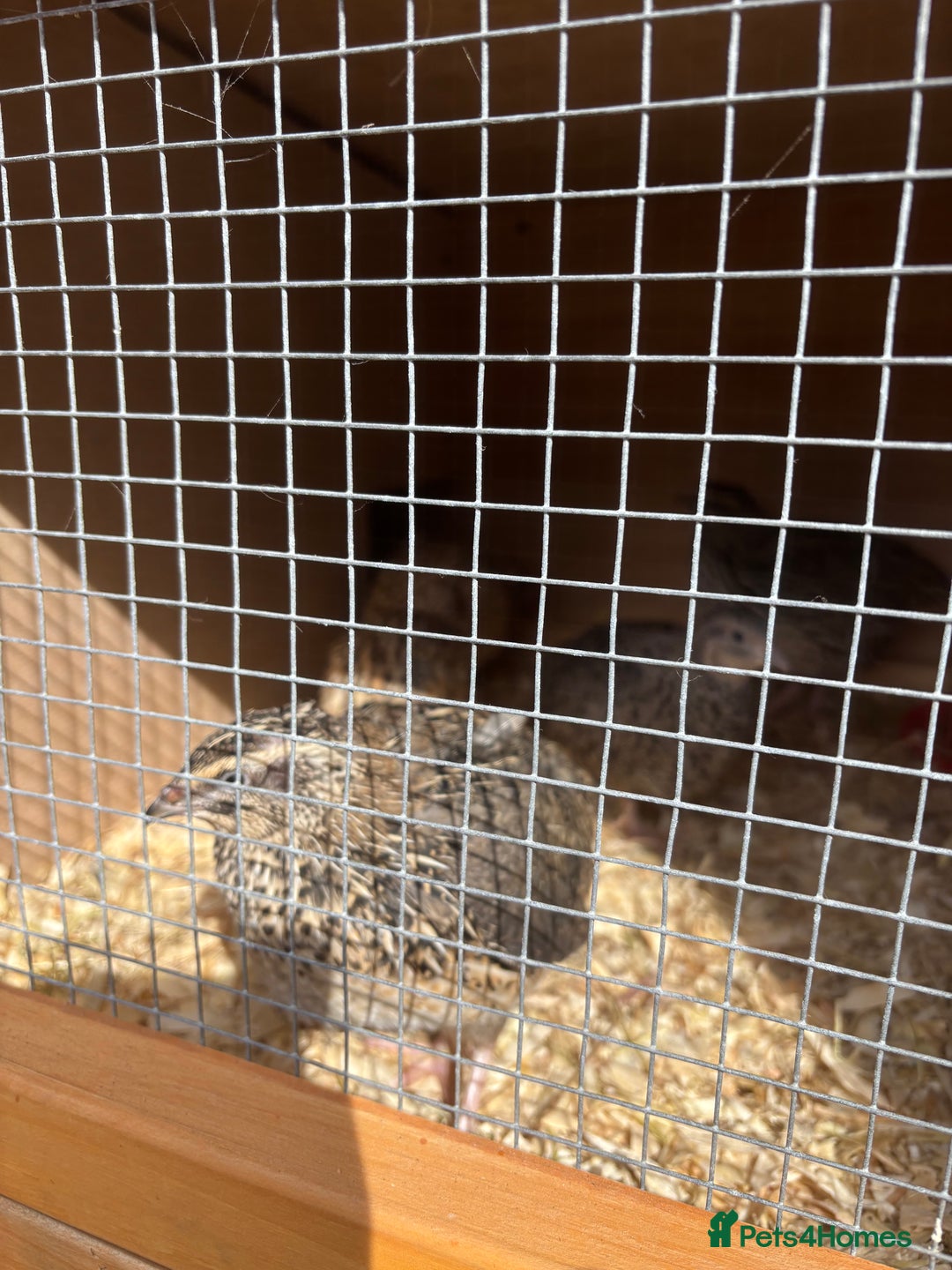 Quail poultry for sale: Coturnix Quail - Advert 1