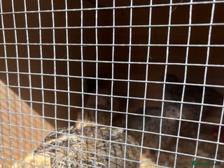 Quail poultry Coturnix Quail - Advert 1
