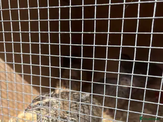 Quail poultry Coturnix Quail - Advert 14