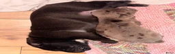 Cane Corso dogs for sale: Cane corso cross  - Advert 5
