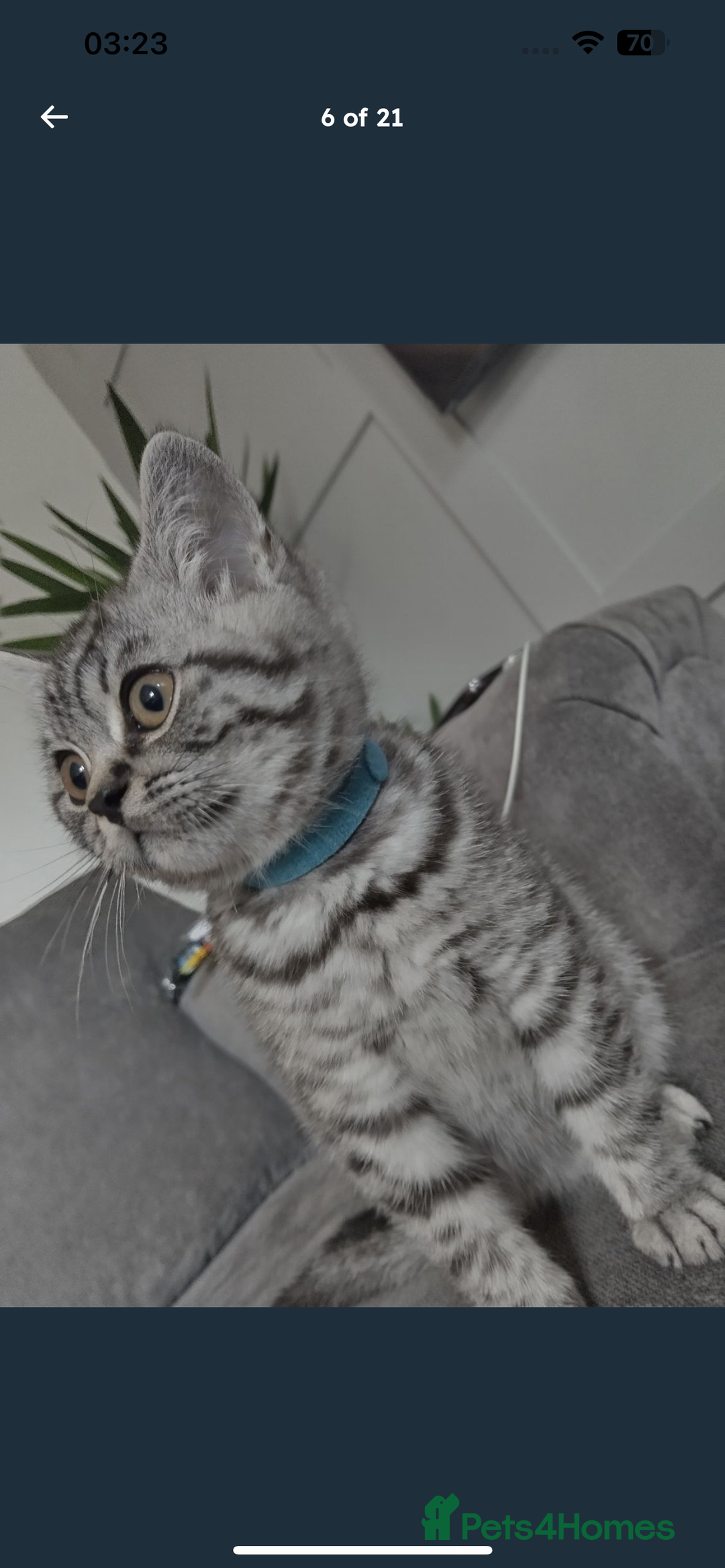 British Shorthair cats for sale: BSH Male Tripod Kitten  - Image 14
