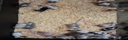 Mouse rodents for sale: Baby Fancy Female Mice - Advert 6