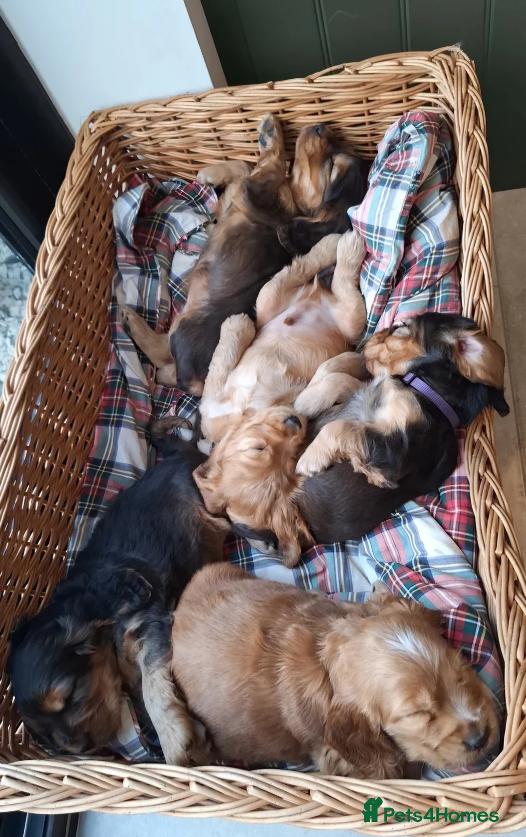 Cocker Spaniel dogs for sale: 5* Show Type Cocker Spaniels Villaspaniol Lines - Advert 21