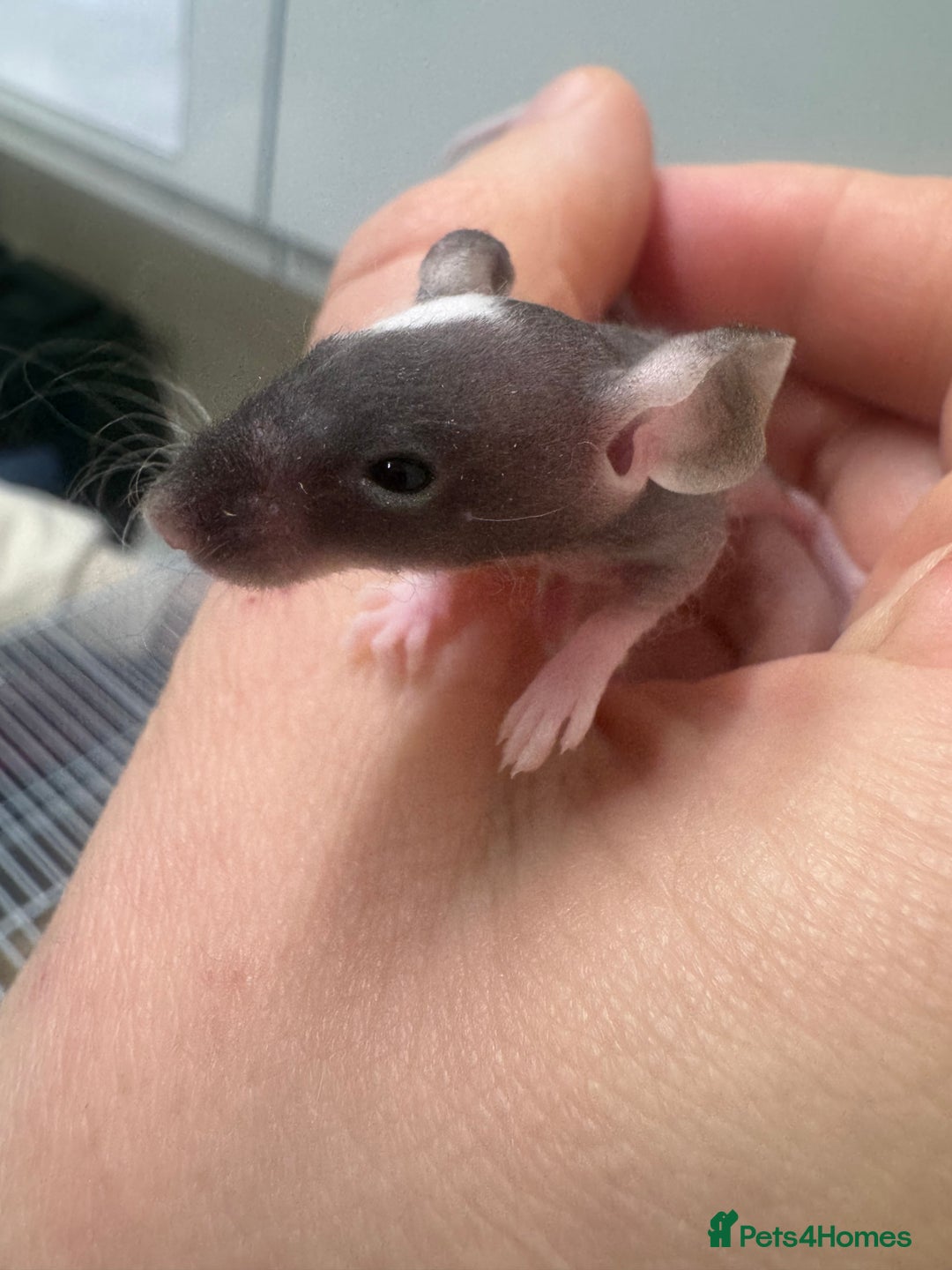 Mouse rodents for sale: Naked mice babies for sale - Advert 4