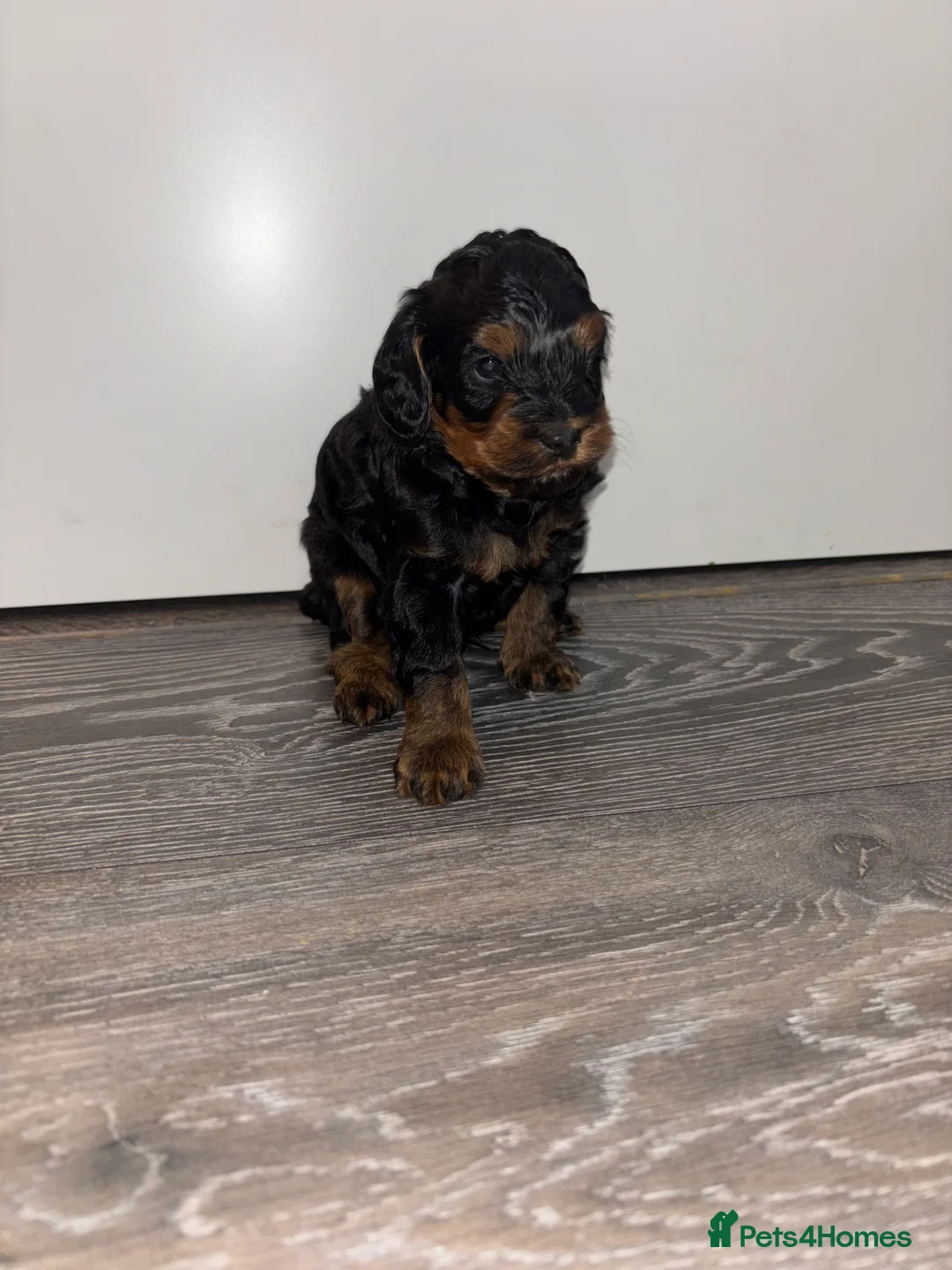 Cockapoo dogs for sale: Cockapoo dog for sale  - Advert 5