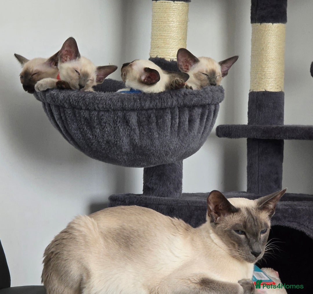 Siamese cats for sale: Four gorgeous girls - Image 5