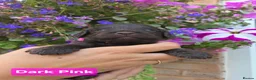 Cockapoo dogs for sale: 6 Stunning Chocolate Toy Cockerpoos - Advert 12