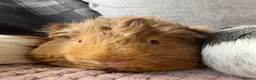 Guinea Pig rodents for sale: guinea pigs - Advert 9
