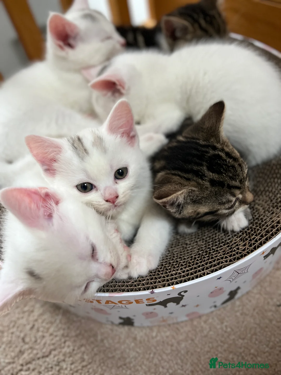 Turkish Angora cats for sale: Turkish angora kittens - Advert 2