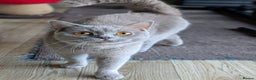 British Shorthair cats for sale: Lilac BSH Queen 2.5y old looking for new home - Advert 5