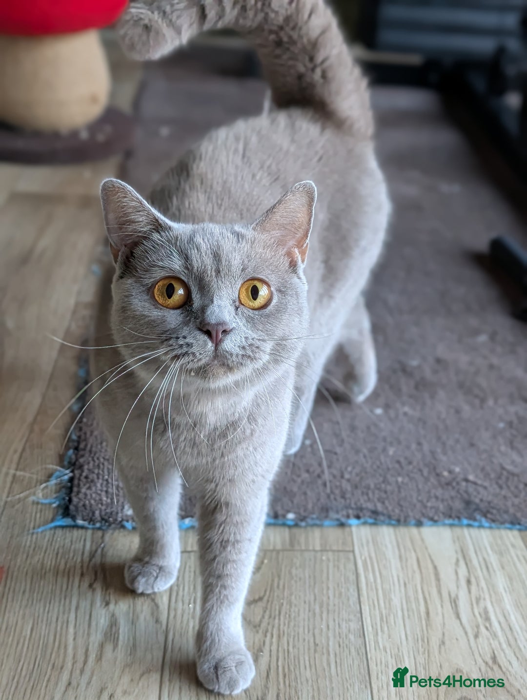 British Shorthair cats for sale: Lilac BSH Queen 2.5y old looking for new home - Advert 5