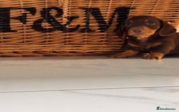 Miniature Dachshund dogs for sale: Mini Dachshund Puppy for Sale  - Image 3