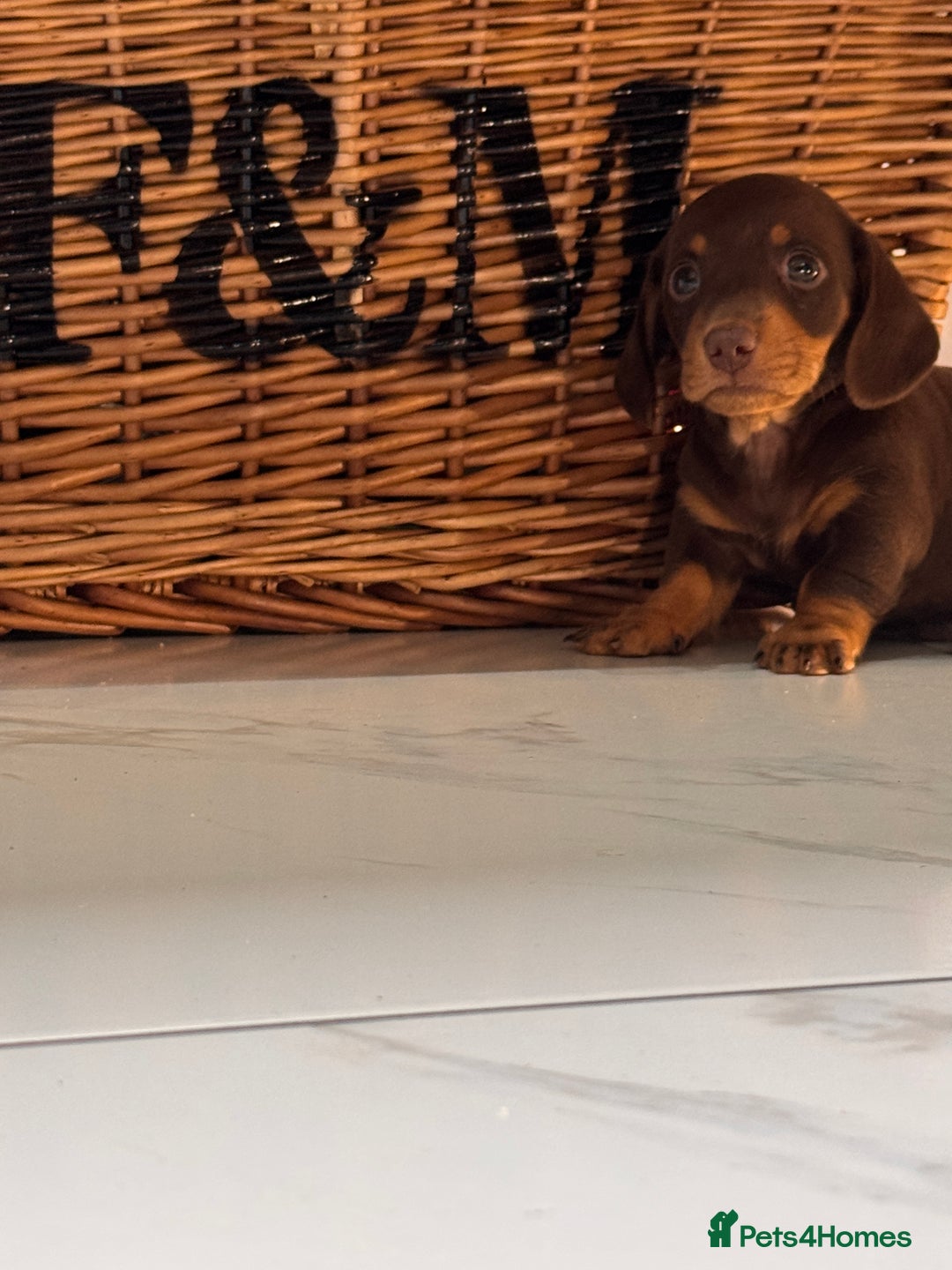 Miniature Dachshund dogs for sale: Mini Dachshund Puppy for Sale  - Image 3