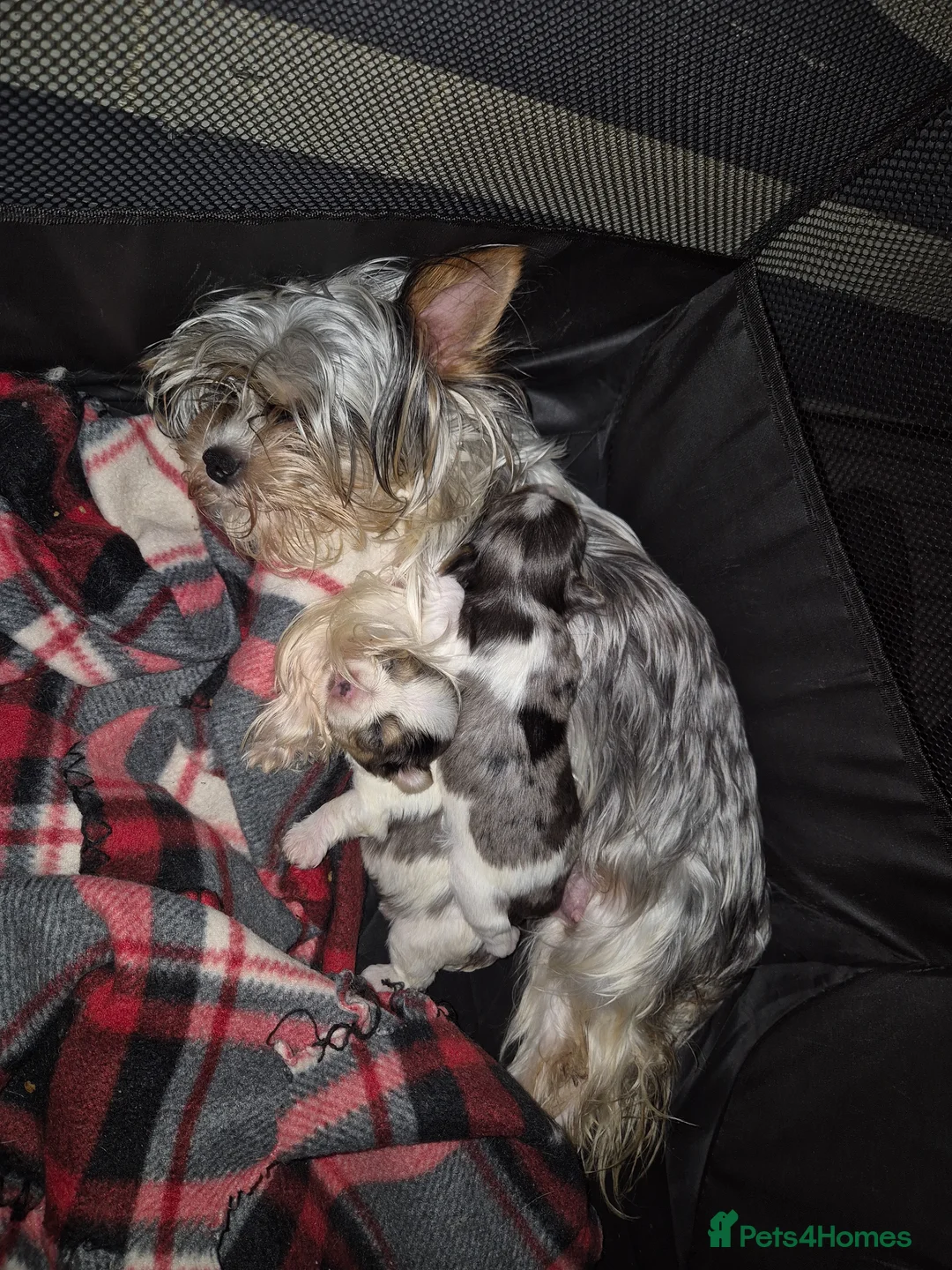 Yorkshire Terrier dogs for sale: Blueberry Yorkshire Terrier male puppies  - Advert 2