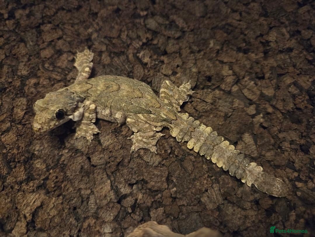 Mixed Breed reptiles for sale: Various geckos and anoles - Advert 6