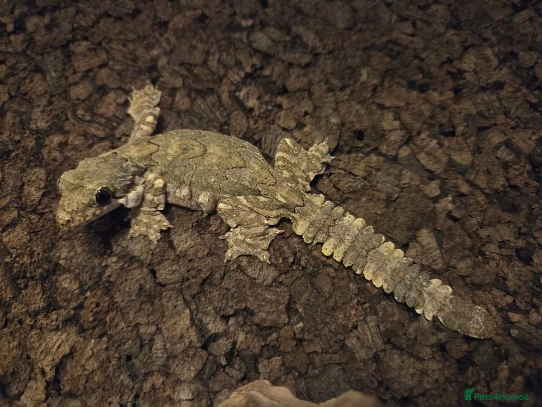 Mixed Breed reptiles for sale: Various geckos and anoles - Advert 1