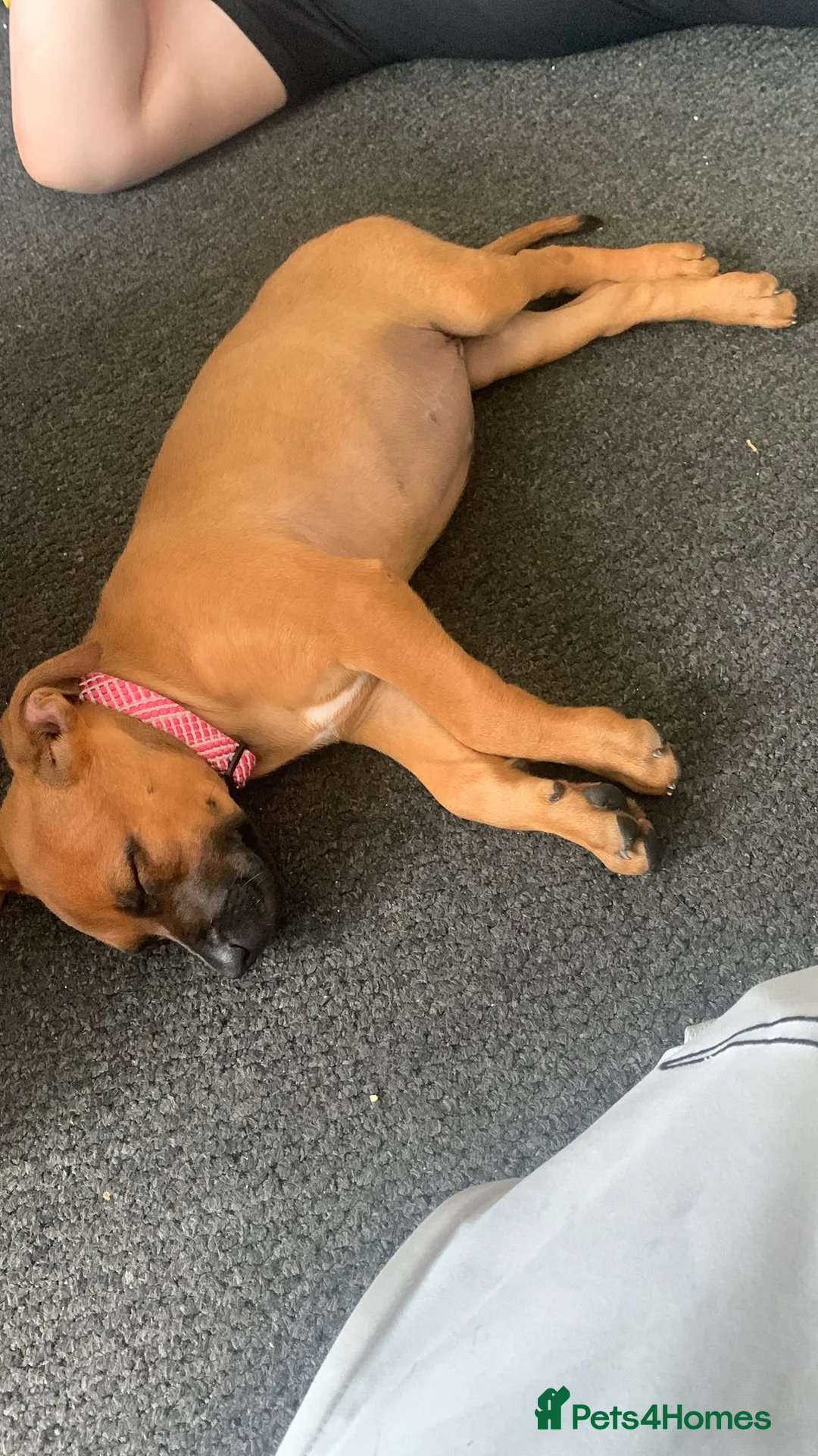 Belgian Shepherd Dog dogs for sale: Selling a dog  in London - Advert 2