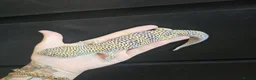 Leopard Gecko reptiles for sale: Leopard gecko and full enclosure - Advert 7