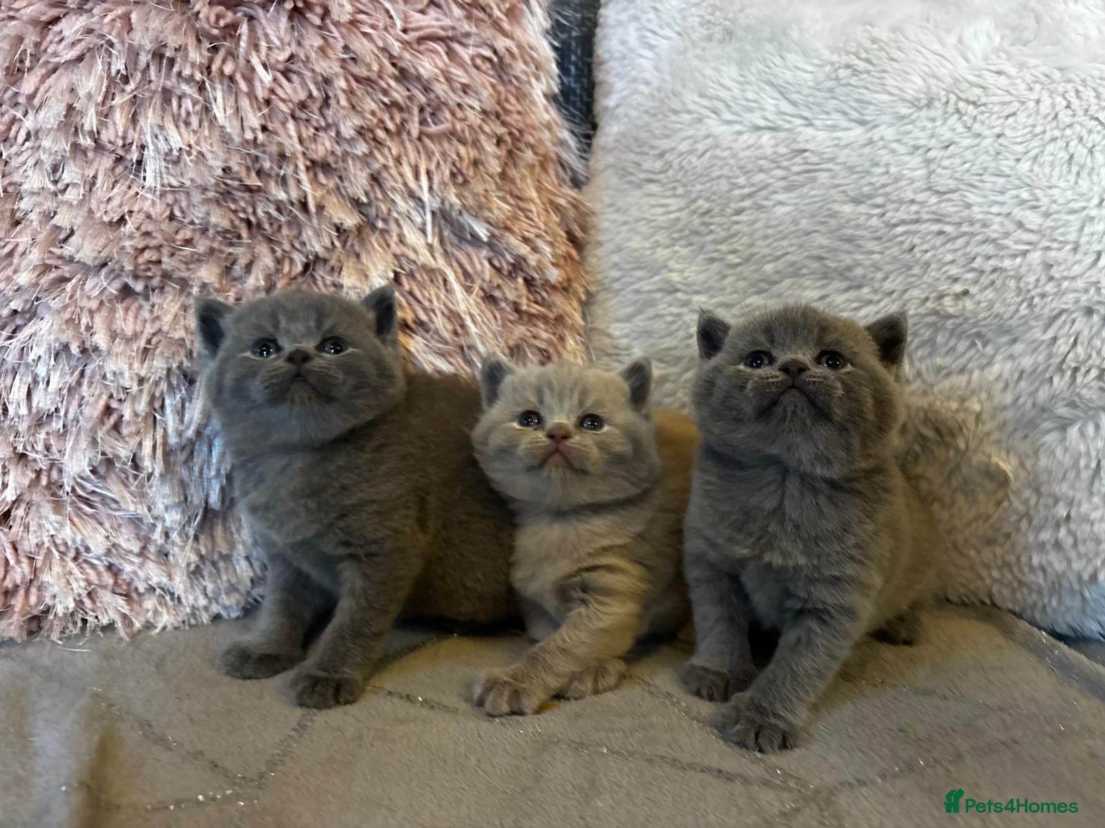 British Shorthair cats for sale: Gorgeous BSH female kittens for sale - Advert 1