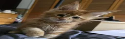 Maine Coon cats for sale: Maine coon kittens  - Advert 2