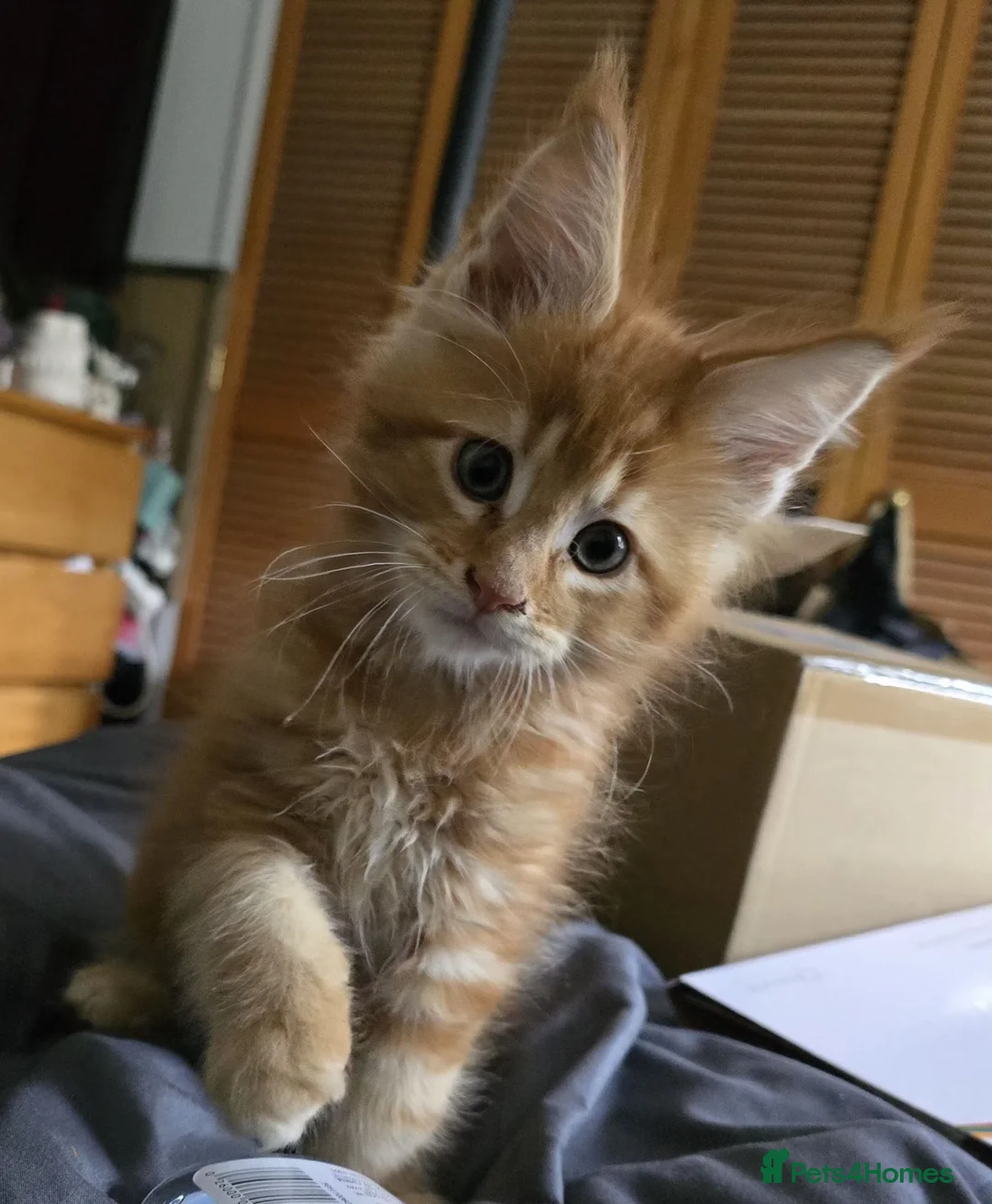 Maine Coon cats for sale: Maine coon kittens  - Advert 2