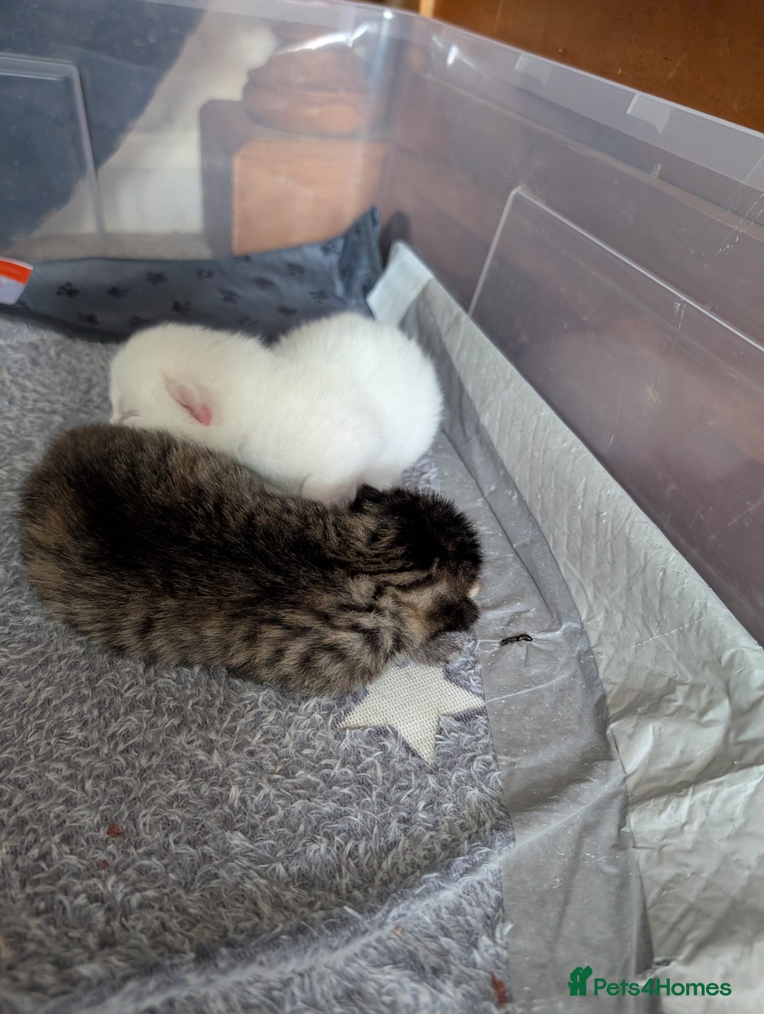 Mixed Breed cats for sale: 2 Beautiful kittens  - Image 11