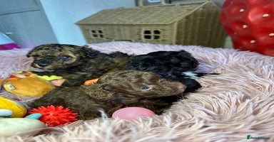 Toy Poodle dogs - Advert 9